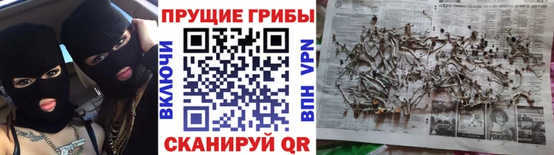 mega зеркало  купить наркотики сайты  Котельниково  Псилоцибиновые грибы Cubensis 